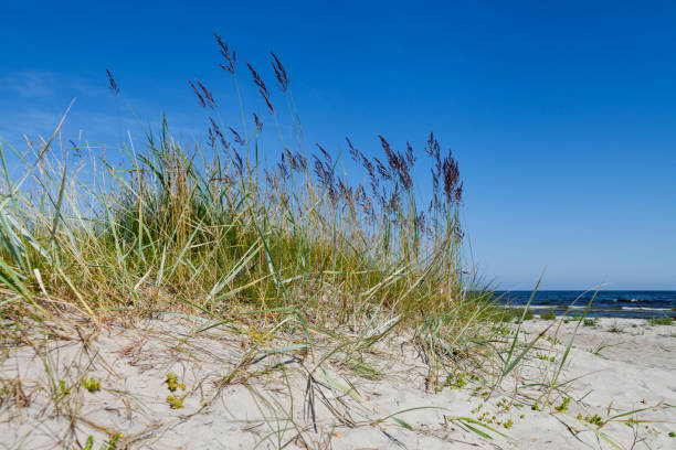istock Coast of Baltic sea. 909122984