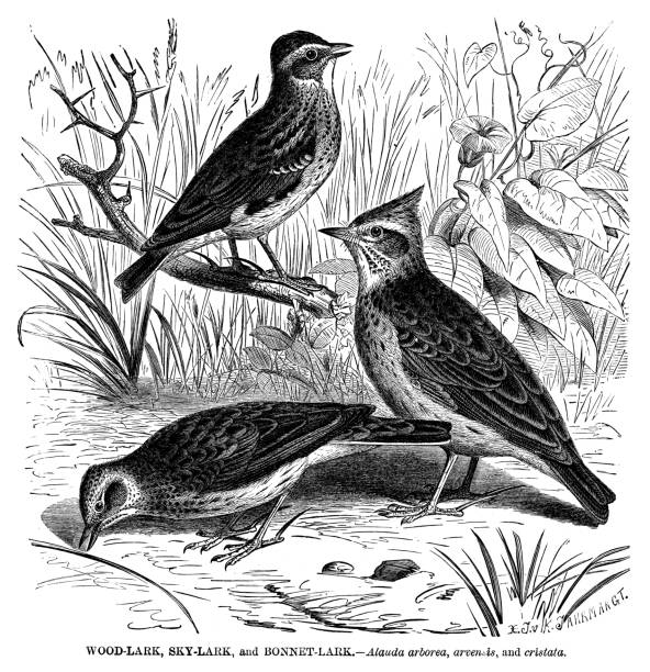 Woodlark with Skylark and Bonnet Lark Woodlark with Skylark and Bonnet Lark - Scanned 1885 Engraving alauda arvensis illustrations stock illustrations