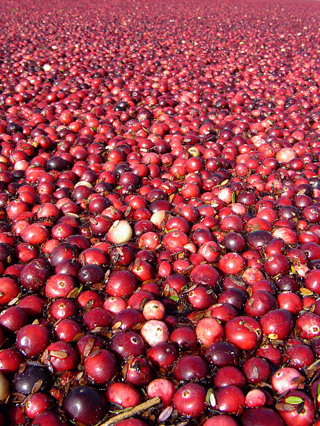 Cranberry harvest stock photo