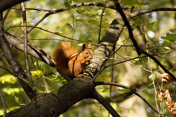 Squirrel stock photo