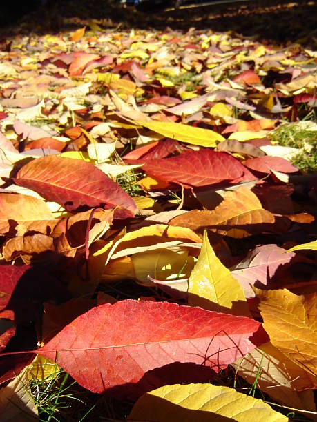 Coloured leaves in the Fall stock photo
