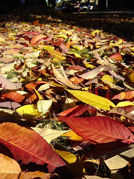 Close-up of coloured leaves stock photo
