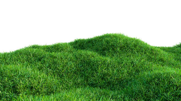 istock Green grass field isolated on white background 909126084