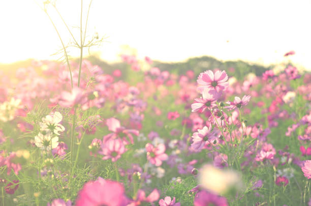 istock Cosmos flower garden is pink. 909126638