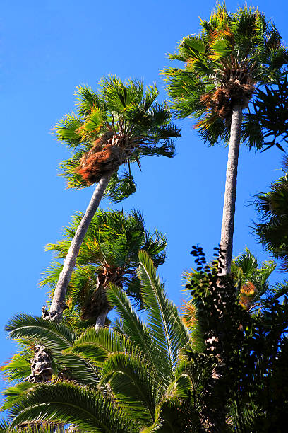 istock Palm Trees Bkue Skies 90912959