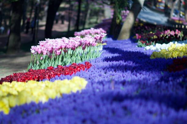 Tulips in Emirgan in spring