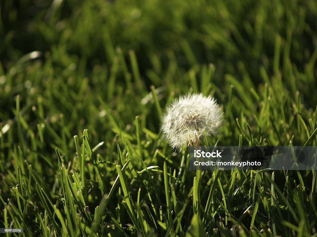 Machen Sie einen Wunsch - Lizenzfrei Blume Stock-Foto