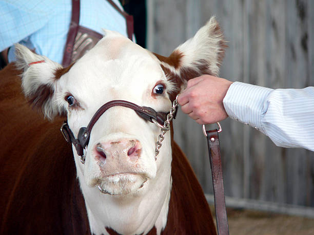 istock Wide Eyed Cow 90913096