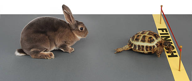 tortoise-hare stock photo