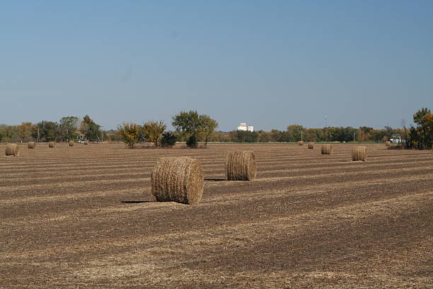 round bales stock photo