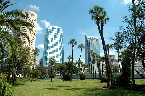 A palm tree is under blue sky on a sunny day. Washingtonia robusta, known by common name as the Mexican fan palm, Mexican washingtonia, or skyduster