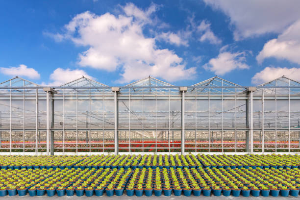 Dutch greenhouse with rows of blue plant pots in front