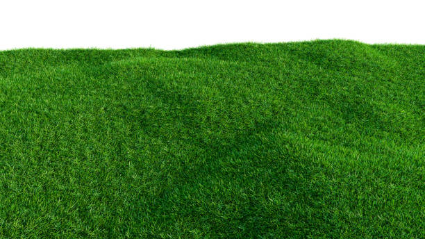 istock Green grass field on small hills, isolated 909133692