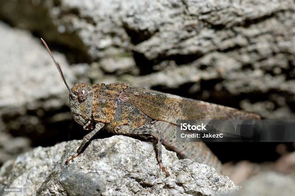 locust-Oedipoda germanica - Foto de stock de Ala de animal libre de derechos