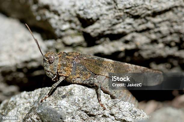 풀무치oedipoda Germanica 갈색에 대한 스톡 사진 및 기타 이미지 - 갈색, 검은색, 곤충