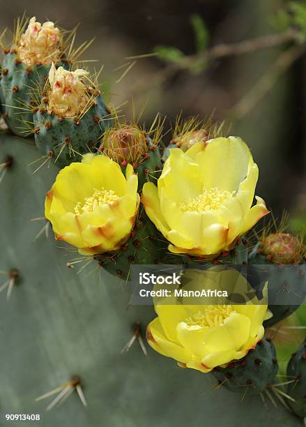 Photo libre de droit de Fleurs De Figuier De Barbarie banque d'images et plus d'images libres de droit de Poire piquante - Poire piquante, Cactus, Figuier de Barbarie