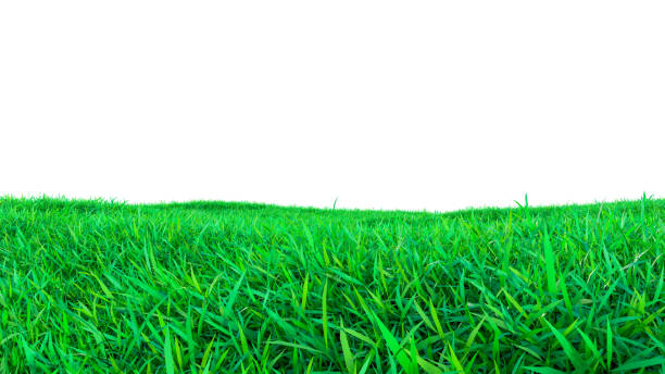 istock Green grass field isolated on white background 909134704