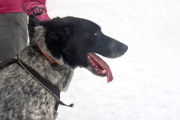 istock Hunting dog close-up 909134786
