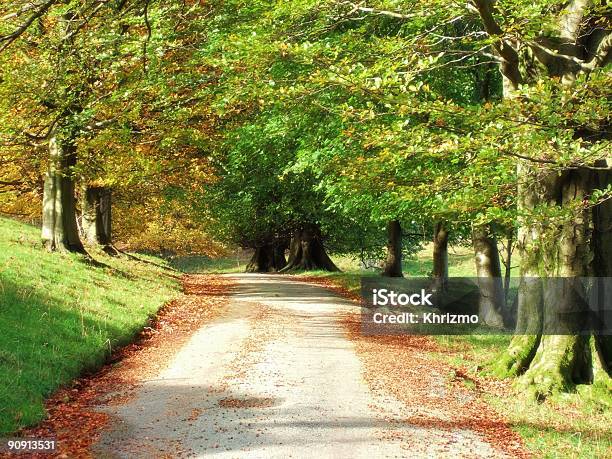 Photo libre de droit de Verdoyant Route Dautomne banque d'images et plus d'images libres de droit de Angleterre - Angleterre, Arbre, Automne