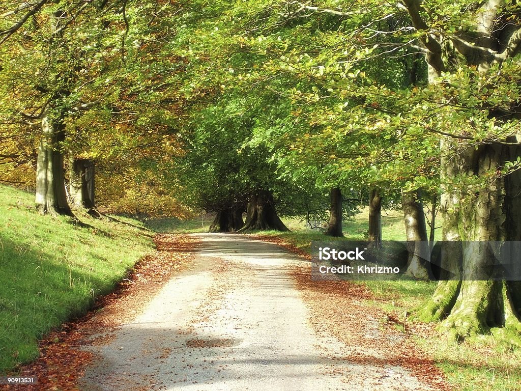 Осенний путь в виде листьев - Стоковые фото Англия роялти-фри