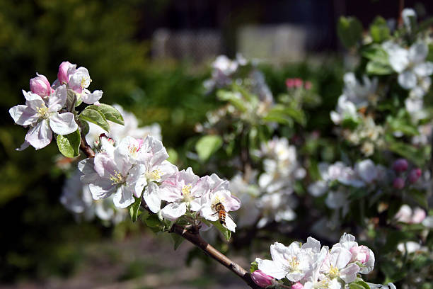 Fiore di melo in primavera - foto stock