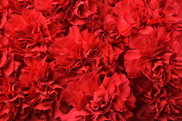 carnations rouge - carmen island photos et images de collection