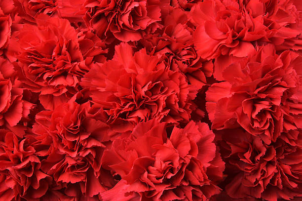 Background of red carnation flowers Many of rich red carnations. carnation flower photos stock pictures, royalty-free photos & images