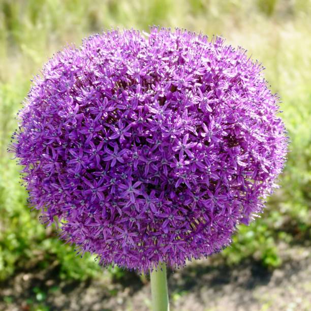 istock Garden leek, allium 909145844