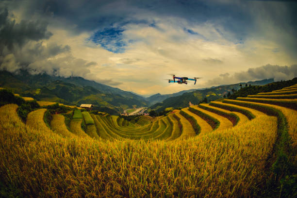 Modern Drone with camera flying on rice fields terraced at sunset in Mu Cang Chai, YenBai, Vietnam.