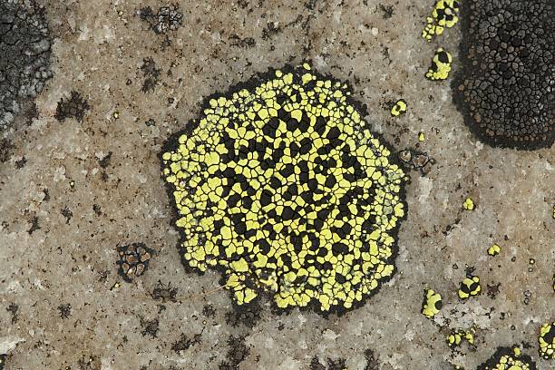 Rhizocarpon geographicum, Black and Yellow Lichen on rock stock photo