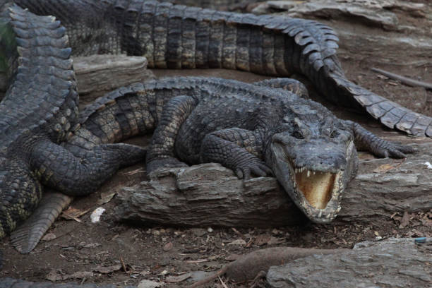 istock salt crocodile near canal. 909146988