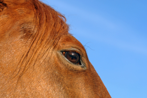 A closeup view of the back of a brown horse in a field