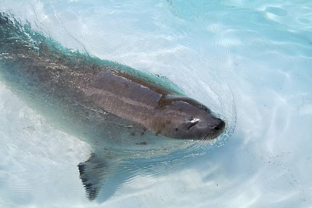 istock Seal swimming in pool at the zoo 90914889