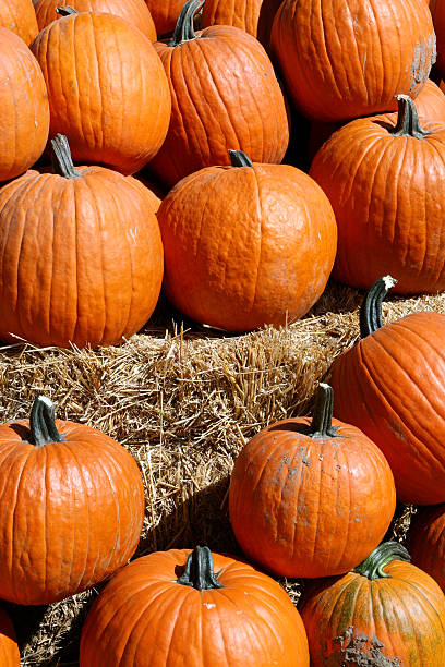 istock Autumn pumpkins in the sun 90914929