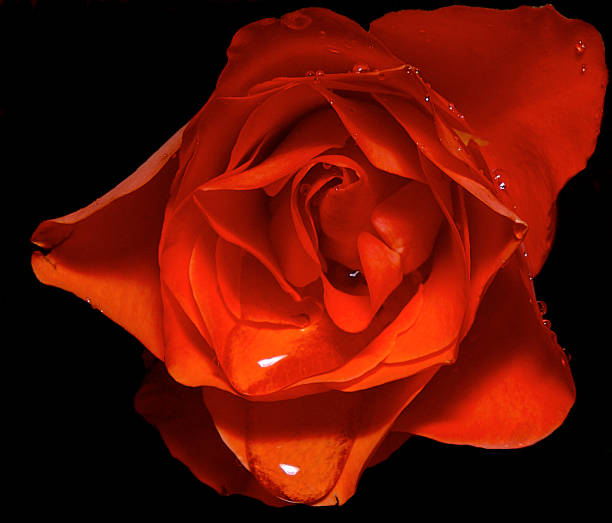 Beautiful rose stock photo