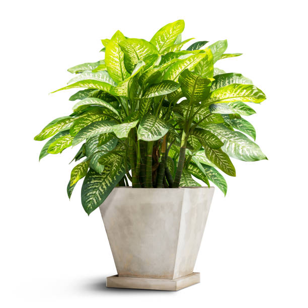istock Green houseplant isolated 909149350