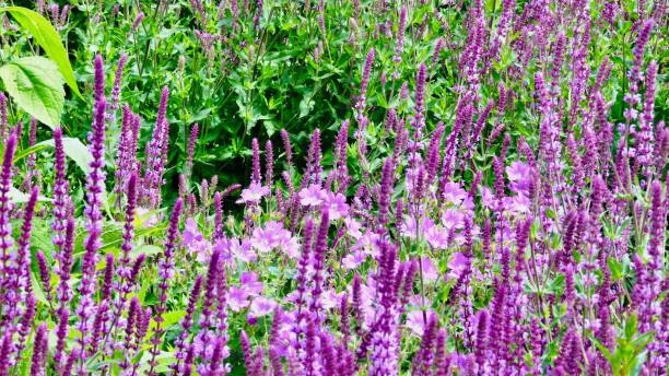 istock Flower bed with various herbaceous perennials 909149726