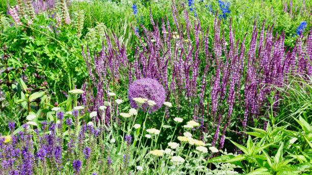 istock Flower bed with various herbaceous perennials 909149728