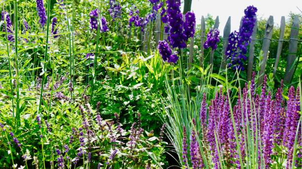 istock Flower bed with various herbaceous perennials 909149740