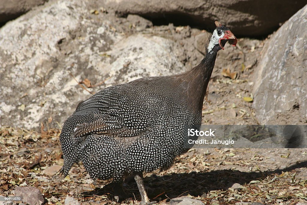 ホロホロ鳥 - アフリカのロイヤリティフリーストックフォト