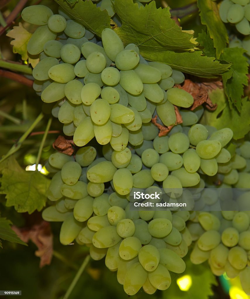 Clusters of Green Grapes  Autumn Stock Photo