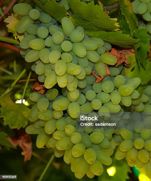 Clusters Of Green Grapes Stock Photo - Download Image Now - Autumn, Berry, Berry Fruit