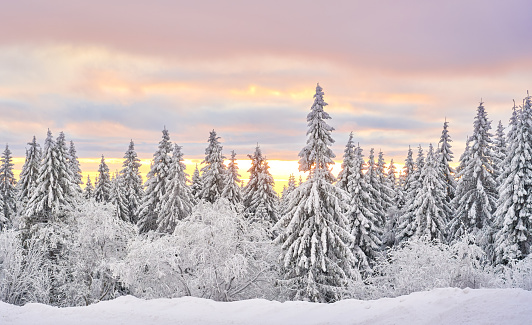 January after heavy snowfall forest covered in snow with beautiful pastel colored sky at dusk. Øvresetertjern