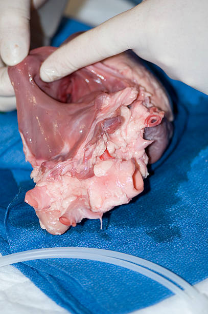 Dissection of Pig heart  atrias stock pictures, royalty-free photos & images