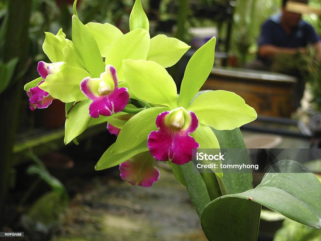 Lc Star al jardín - Foto de stock de Orquídea libre de derechos