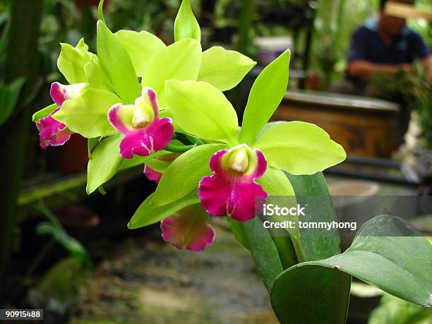 Lc Star Al Jardín Foto de stock y más banco de imágenes de Orquídea - Orquídea, Verde - Color, Cattleya