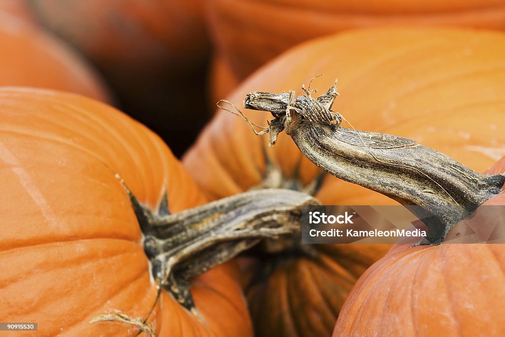 Pumpkins - Foto de stock de Agricultura libre de derechos