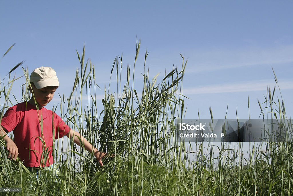 Perdido en rye - Foto de stock de Agricultura libre de derechos