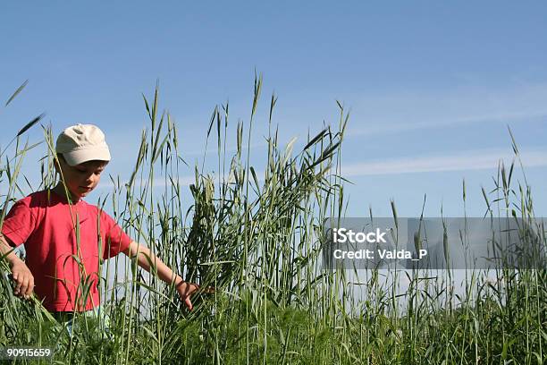 Perdido En Rye Foto de stock y más banco de imágenes de Agricultura - Agricultura, Aire libre, Azul