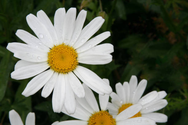 istock You're daisy if you do 90915670